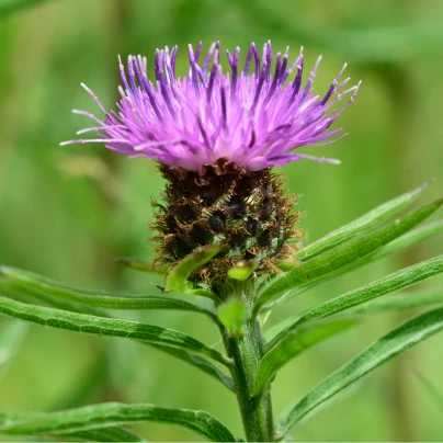 Chrpa Lesser Knapweed - Centaurea nigra - semena - 120 ks