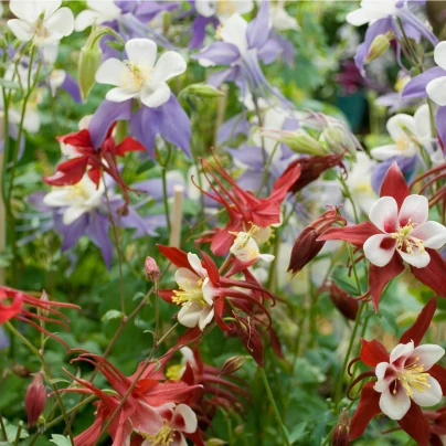 Orlíček Mc Kana - Aquilegia caerulea - semena - 0,3 g