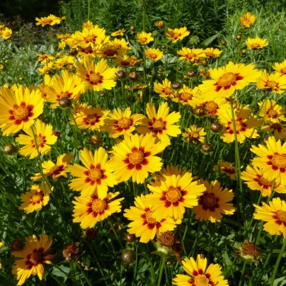 Krásnoočko dvoubarevné nízké - Coreopsis tinctoria - semena - 50 ks