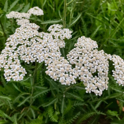 Řebříček obecný Yarrow - Achillea millefolium - semena - 200 ks