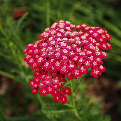 Řebříček obecný Cerise queen - Achillea millefolium - semena - 500 ks