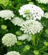 Pakmín větší - Ammi majus - semena - 300 ks