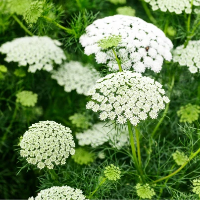 Pakmín větší - Ammi majus - semena - 300 ks