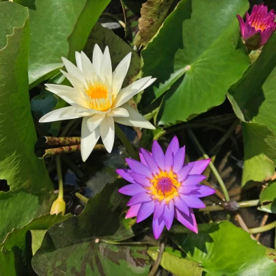 Leknín směs barev - Nymphaea caerulea - semena - 5 ks