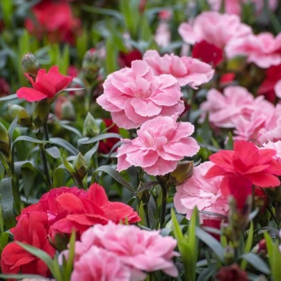 Hvozdík trpaslíčí směs barev - Dianthus caryophyllus - semena - 130 ks