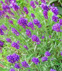 Levandule Ellegance Purple - Lavandula angustifolia - semena - 15 ks