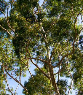 Eukalyptus citrónový - Blahovičník - Corymbia citriodora - Eucalyptus citriodora - semena - 5 ks