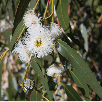 Eukalyptus globulus - Blahovičník kulatoplodý - Eucalyptus globulus - semena - 8 ks