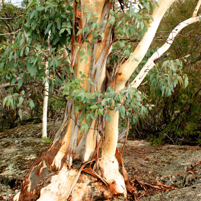 Eukalyptus Pauciflora - Blahovičník - Eucalyptus pauciflora - semena - 8 ks