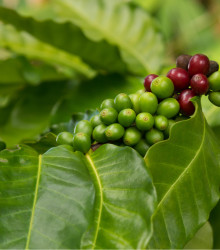 Kávovník hawajský - Coffea konna - semena - 5 ks