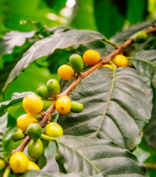 Kávovník robusta - Coffea canephora - semena - 5 ks