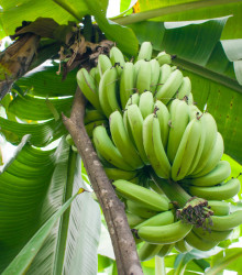Banánovník Dwarf Cavendish - Musa Acuminata - semena - 5 ks
