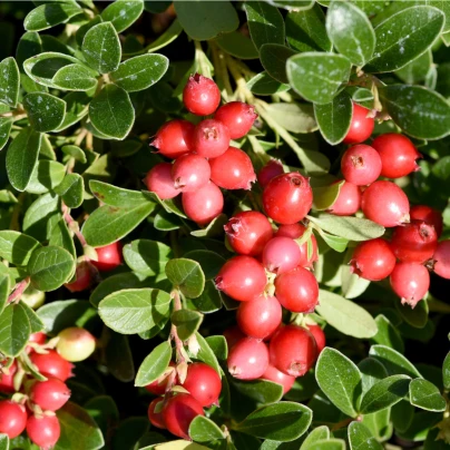 Klikva velkoplodá - Vaccinium macrocarpon - semena - 10 ks