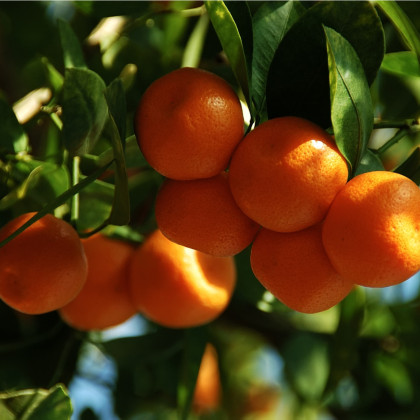 Pomerančovník zakrslý - Citrus mitis - semena - 3 ks