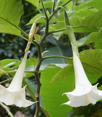 Brugmansie krémová - Brugmansia arborea - semena - 5 ks