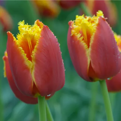 Tulipán Lambada - Tulipa - cibuloviny - 3 ks