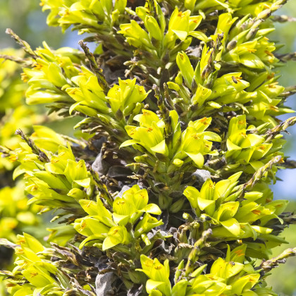 Puja - Puya Chilensis - semena - 5 ks