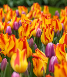 Tulipán Giuseppe Verdi - Tulipa - cibuloviny - 3 ks