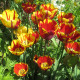 Tulipán Helmar - Tulipa - cibuloviny - 3 ks