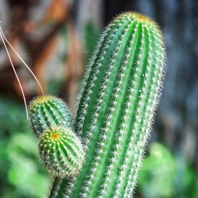 Saguaro - Kaktus svícnovitý - Carnegiea gigantea - semena - 5 ks