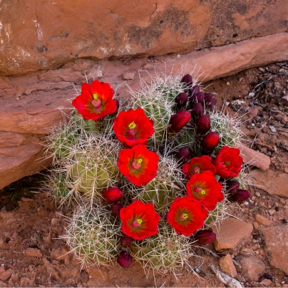 Kaktus - Echinocereus triglochidiatus - semena - 8 ks