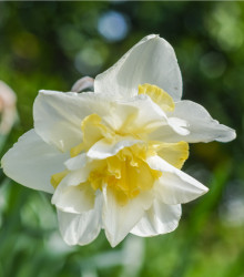 Narcis White Lion - Narcissus L. - cibuloviny - 3 ks