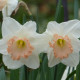Narcis Salome - Narcissus - cibuloviny - 3 ks