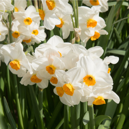 Narcis Geranium - Narcissus - cibuloviny - 3 ks