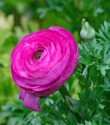 Pryskyřník růžový - Ranunculus asiaticus - cibuloviny - 3 ks