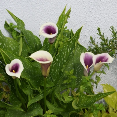 Kala Picasso - Kornoutovka - Zantedeschia Picasso - cibuloviny - 1 ks