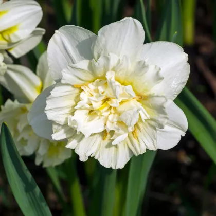 Narcis Ice king - Narcissus - cibuloviny - 3 ks