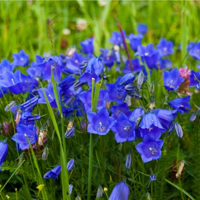 Zvonek broskvolistý modrý - Campanula persicifolia - semena - 0,1 g