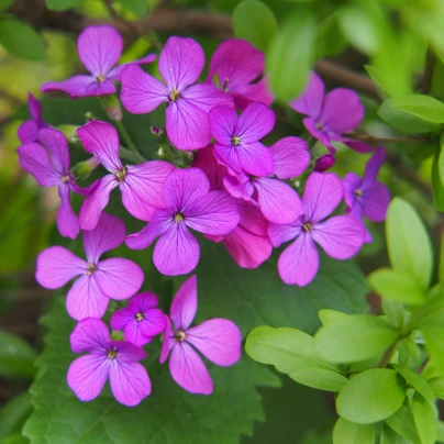 Měsíčnice roční fialová Honesty - Lunaria annua - semena - 50 ks