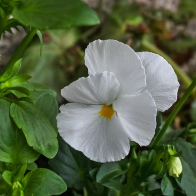 Maceška Schweizer Riesen Firnenschnee - Viola wittrockiana - semena - 200 ks