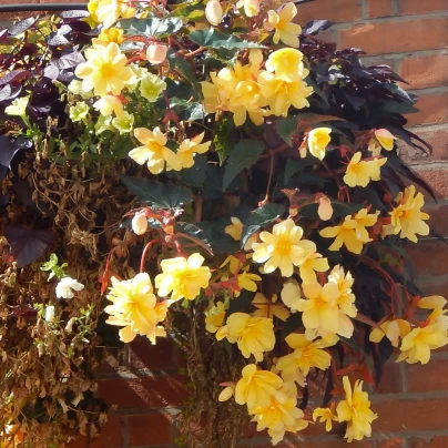 Begonie žlutá - Begonia pendula maxima - cibuloviny - 2 ks