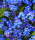 Pomněnka alpská temně modrá - Myosotis alpestris - semena - 130 ks