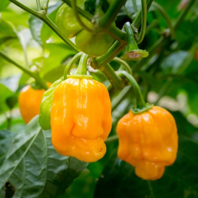 Chilli Bhut Jolokia žluté - Capsicum chinense - semena - 5 ks