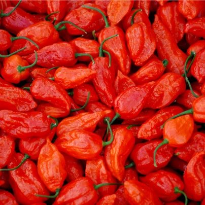 Chilli Naga Viper - Capsicum chinense - semena - 6 ks