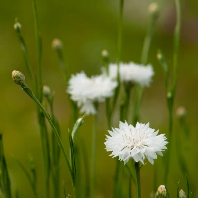 Chrpa luční bílá - Centaurea cyanus - semena - 45 ks