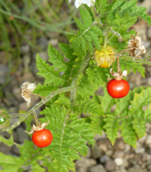 Rajče pichlavé Liči - Solanum sisymbriifolium - semena - 6 ks