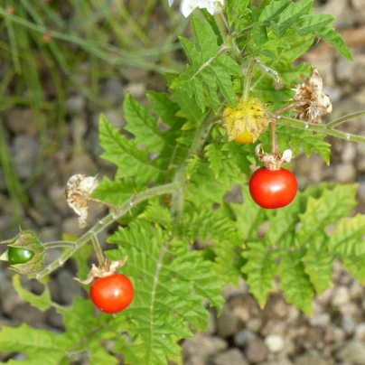 Rajče pichlavé Liči - Solanum sisymbriifolium - semena - 6 ks