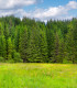 Smrk ztepilý - Picea abies - semena - 8 ks