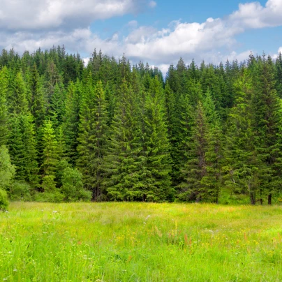 Smrk ztepilý - Picea abies - semena - 8 ks