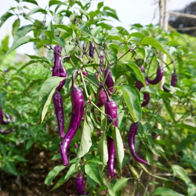 Paprika Marconi Purple - Capsicum annuum - semena - 10 ks