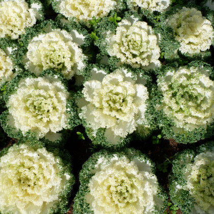 Okrasné zelí Nagoya F1 bílá - Brassica oleracea - semena - 20 ks