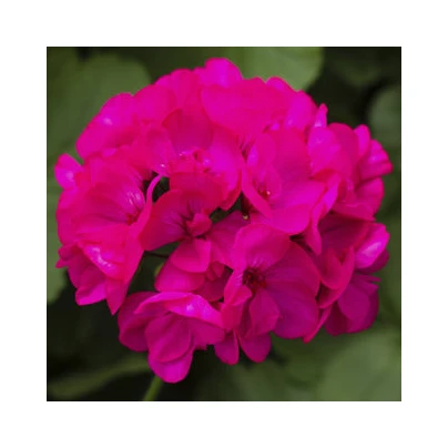 Muškát páskatý Nekita F1 Deep Rose - Pelargonium zonale - semena - 4 ks