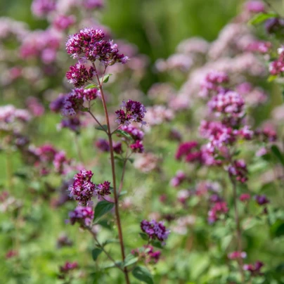 BIO Dobromysl obecná - Origanum vulgare - bio semena - 700 ks