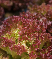 BIO Salát listový kadeřavý Lollo Rossa - Lactuca sativa - bio semena - 0,1 g