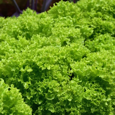 BIO Salát listový kadeřavý Lollo Bionda - Lactuca sativa - bio semena - 100 ks