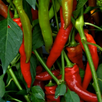 Paprika kozí/beraní roh Poseidon - Capsicum annuum - semena - 15 ks